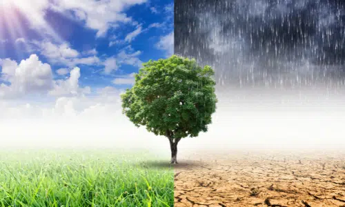 climate crisis