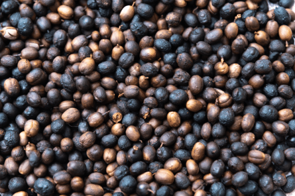 Brazilian coffee beans